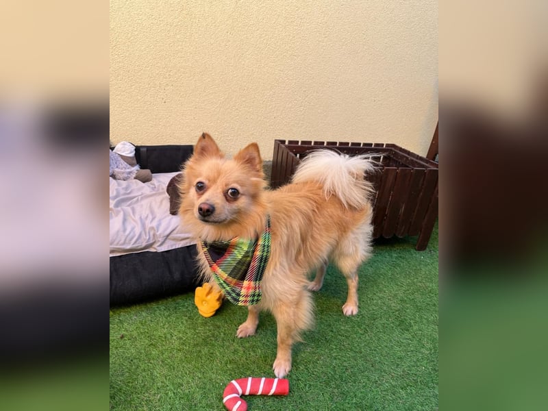 George SR - freundlich, verspielt