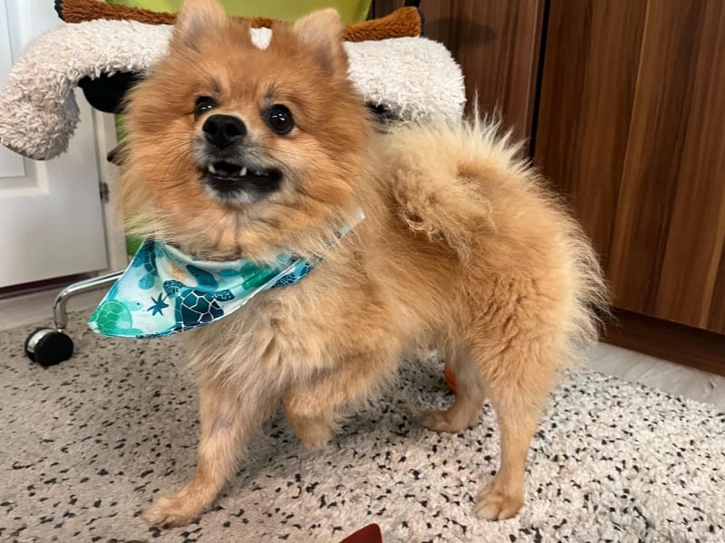 Teddy SR - Freundlich, Verspielt