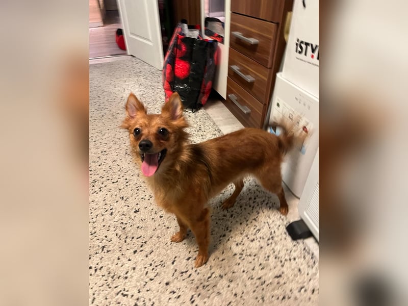 Coco SR - freundlich, verspielt