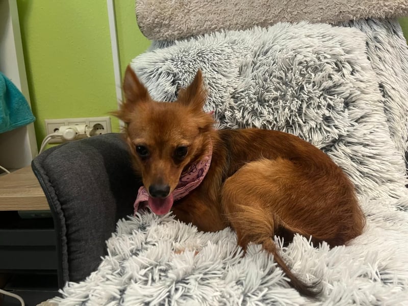 Coco SR - freundlich, verspielt