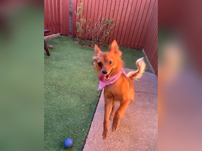 Coco SR - freundlich, verspielt