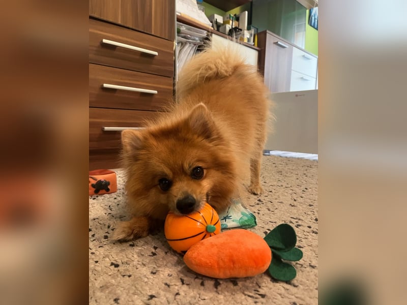 Teddy SR - Freundlich, Verspielt