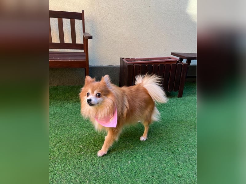 Kitty SR - freundlich, verträglich