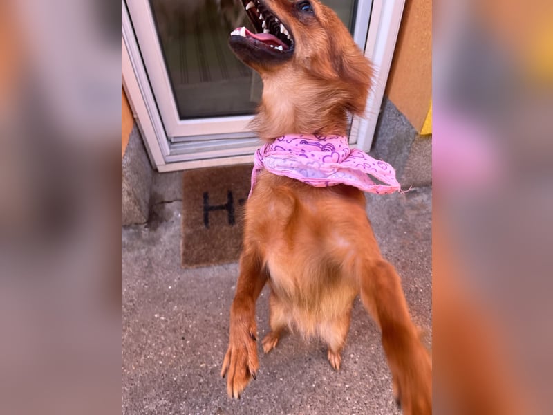 Coco SR - freundlich, verspielt