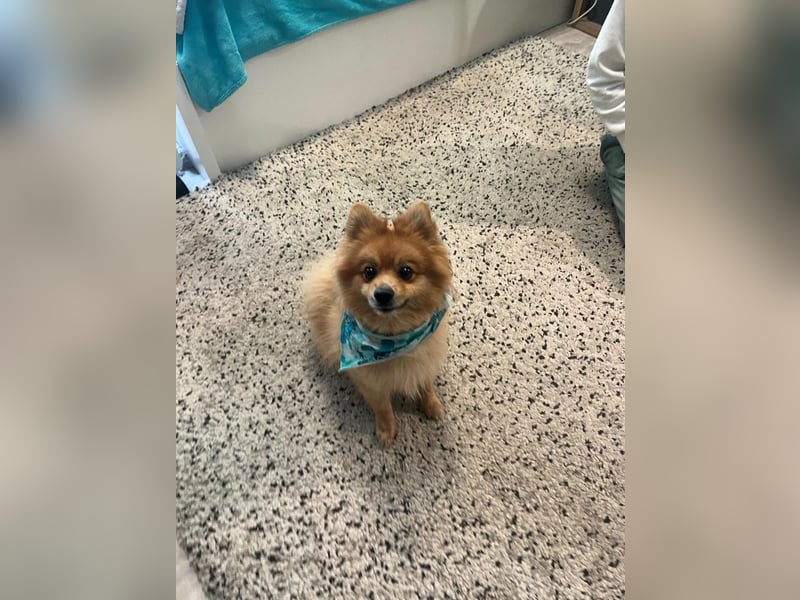 Teddy SR - Freundlich, Verspielt