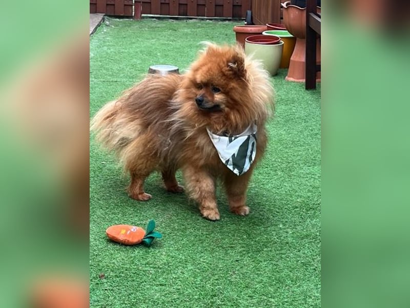 Fluffy  - neugierig, verträglich 