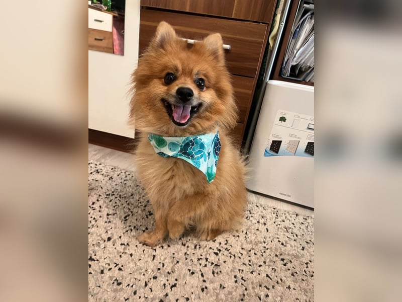 Teddy SR - Freundlich, Verspielt