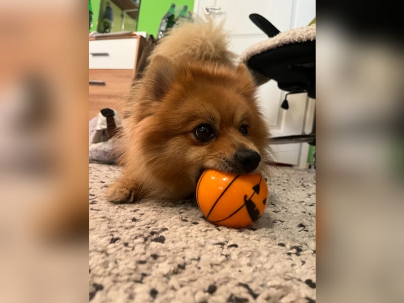 Teddy SR - Freundlich, Verspielt