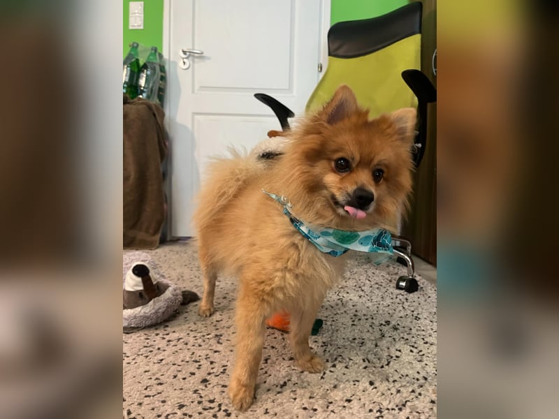 Teddy SR - Freundlich, Verspielt