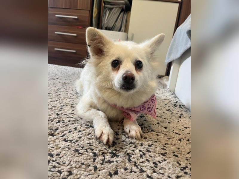 Lena  SR - katzenverträglich, lieb