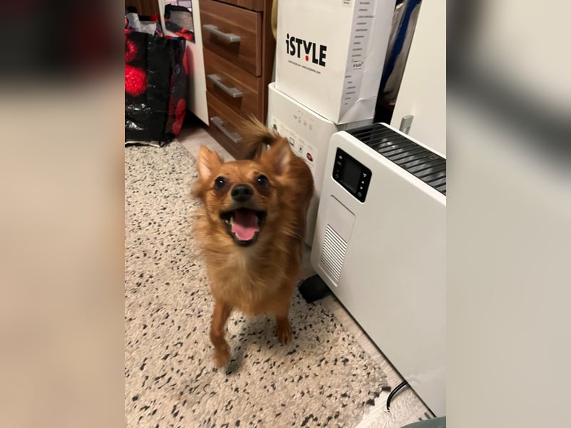 Coco SR - freundlich, verspielt