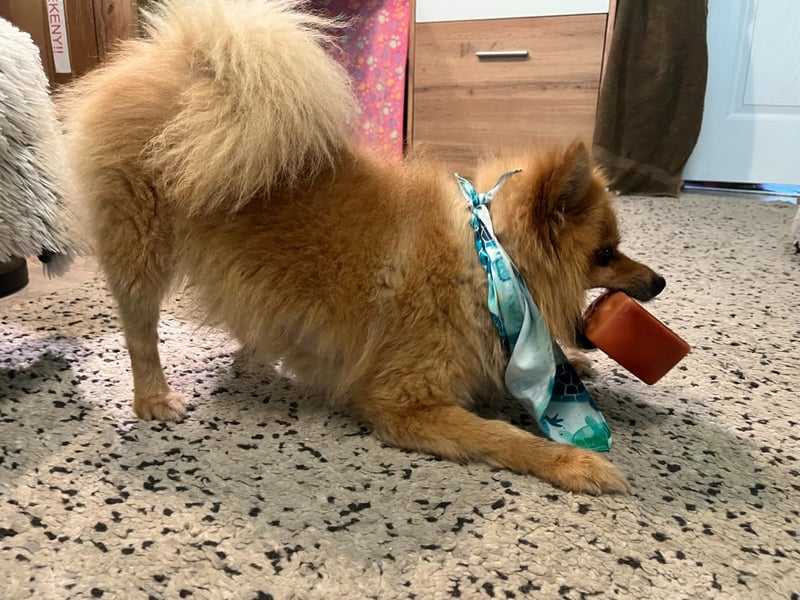 Teddy SR - Freundlich, Verspielt