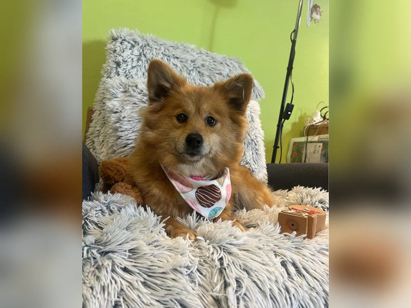 Dolly SR - freundlich, aufgeschlossen