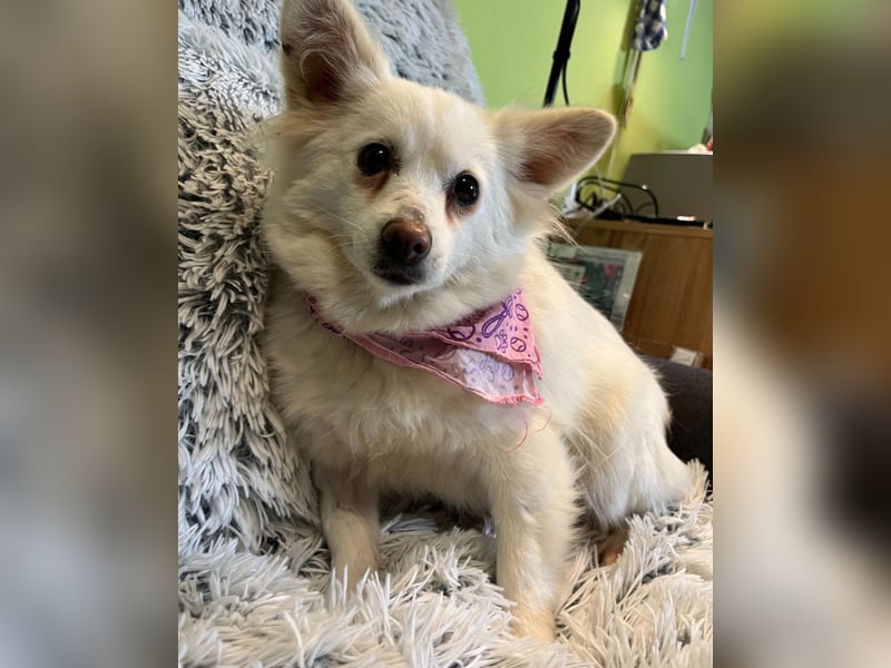 Lena  SR - katzenverträglich, lieb