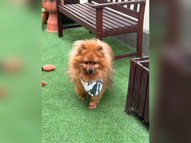 Fluffy  - neugierig, verträglich 