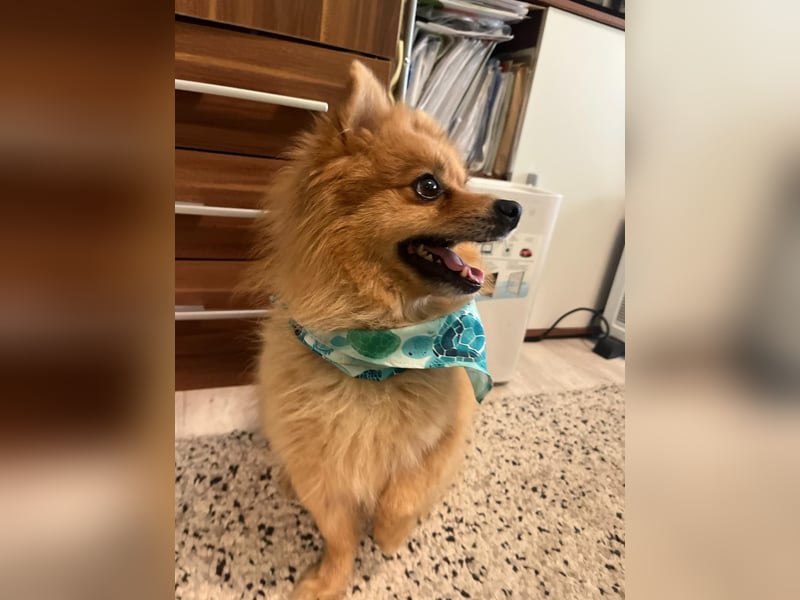 Teddy SR - Freundlich, Verspielt