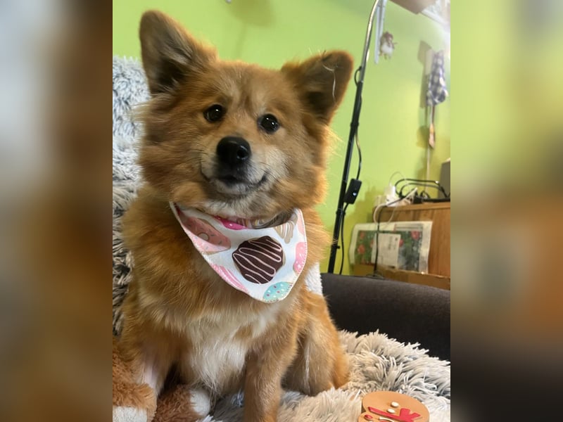 Dolly SR - freundlich, aufgeschlossen