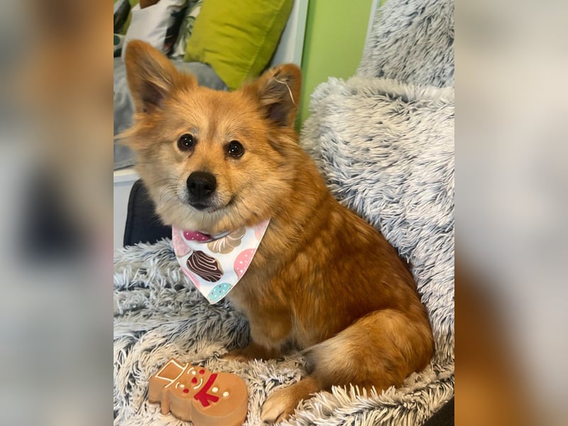 Dolly SR - freundlich, aufgeschlossen