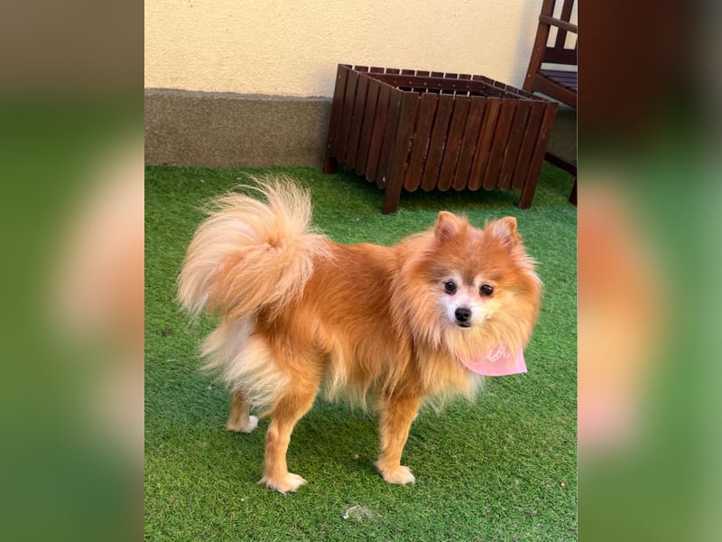 Kitty SR - freundlich, verträglich