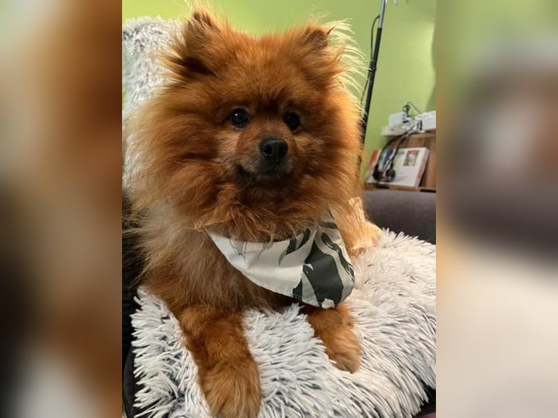 Fluffy  - neugierig, verträglich 