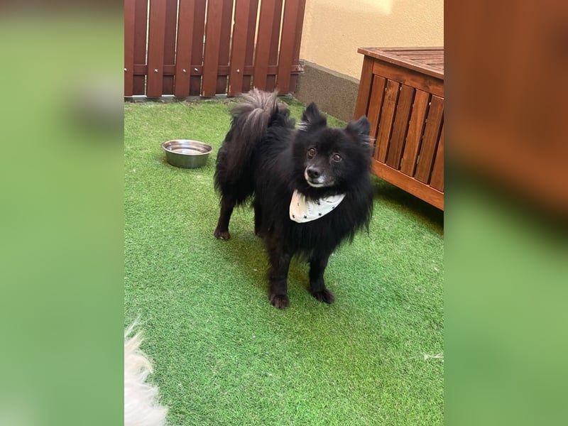 Casper, fröhlicher Kleinspitzjunge geb. 2018