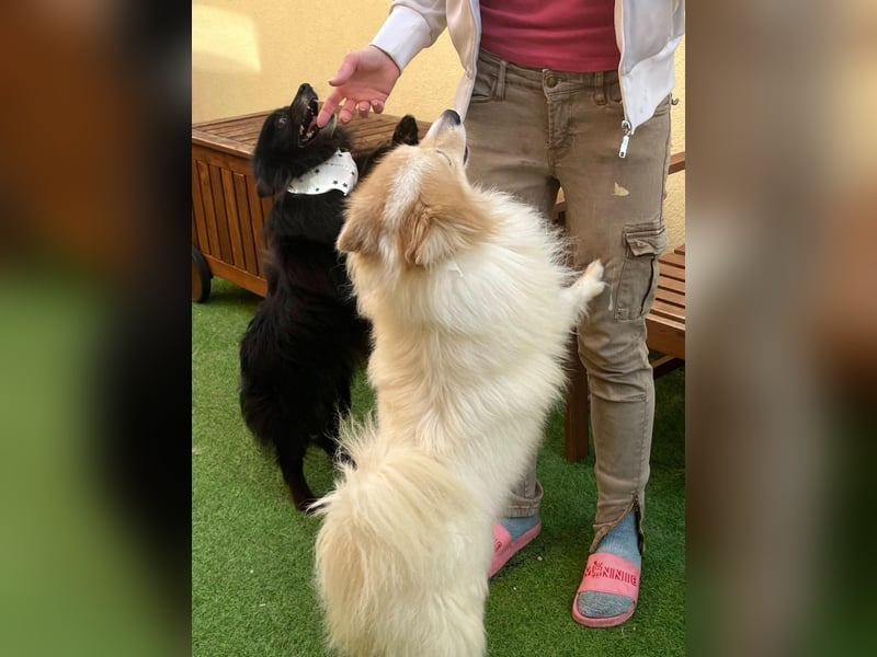 Casper, fröhlicher Kleinspitzjunge geb. 2018