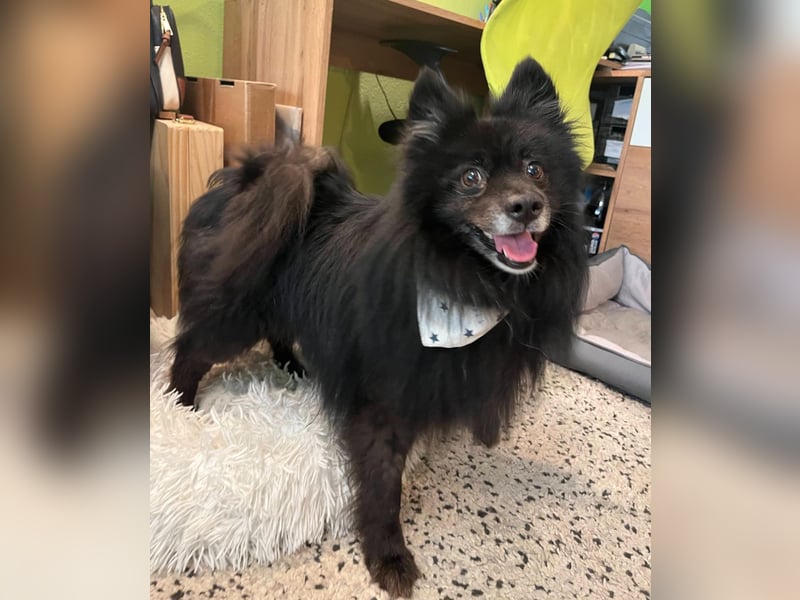 Casper, fröhlicher Kleinspitzjunge geb. 2018