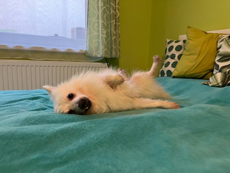 Toffee, süßer Kleinspitz geb. 2013