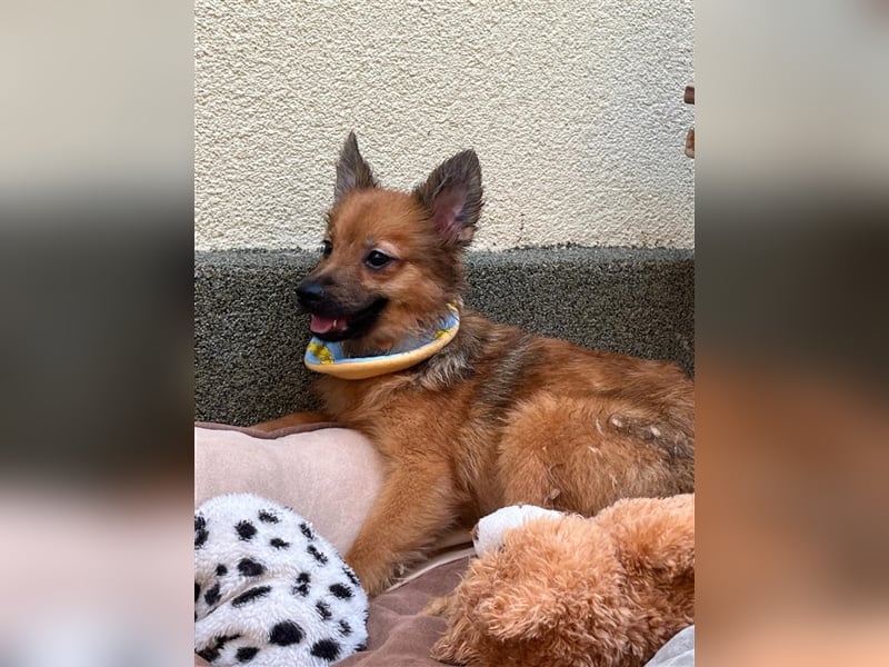 Simba-SR, kleiner Schatz sucht Für-Immer-Zuhause