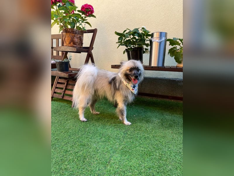 Stitch SR – kleiner Überlebenskämpfer sucht sein Happy End