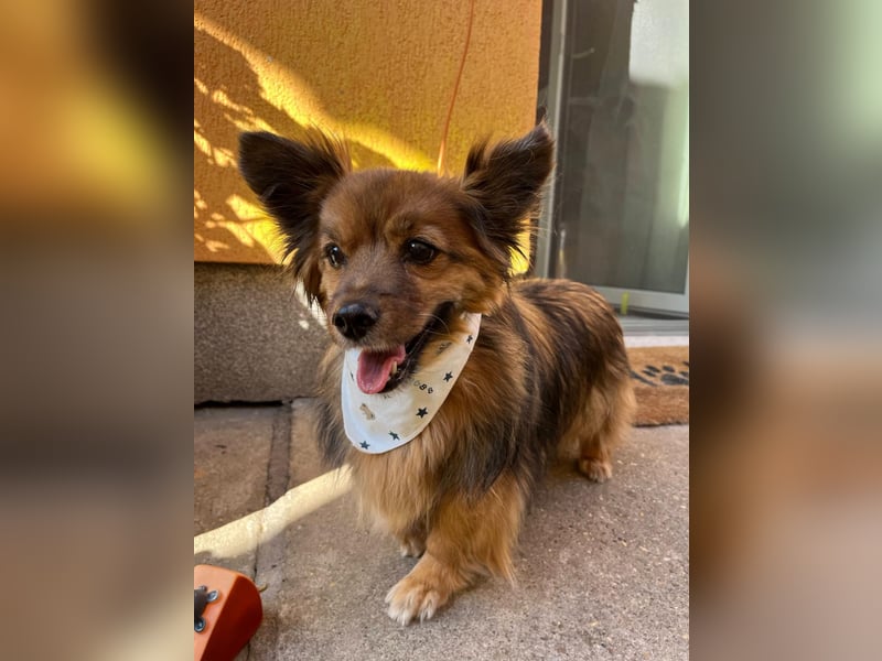 Buddy SR - sanfter Senior sucht liebevolles Gnadenplätzchen