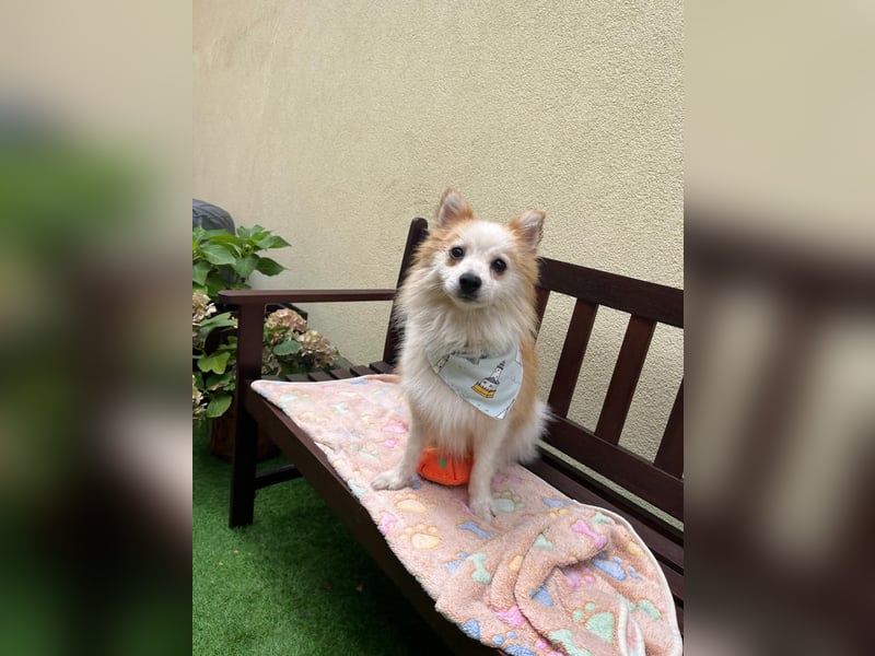 Alf SR – Freundlicher Spitz-Rüde sucht liebevolles Zuhause
