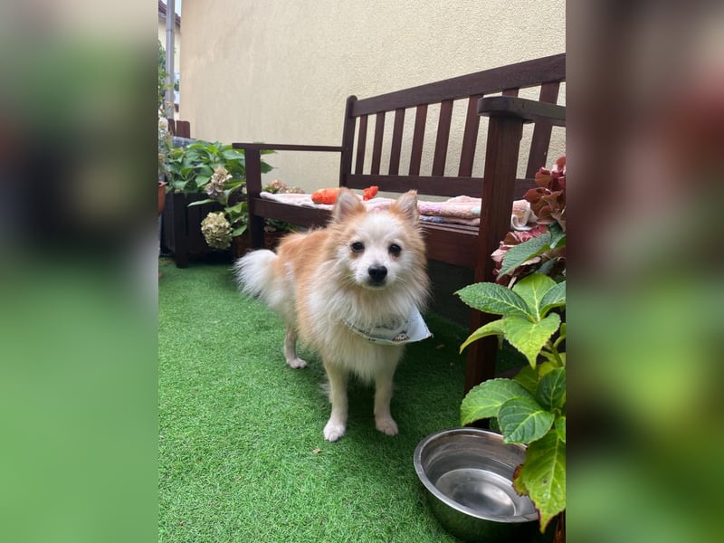 Alf SR – Freundlicher Spitz-Rüde sucht liebevolles Zuhause