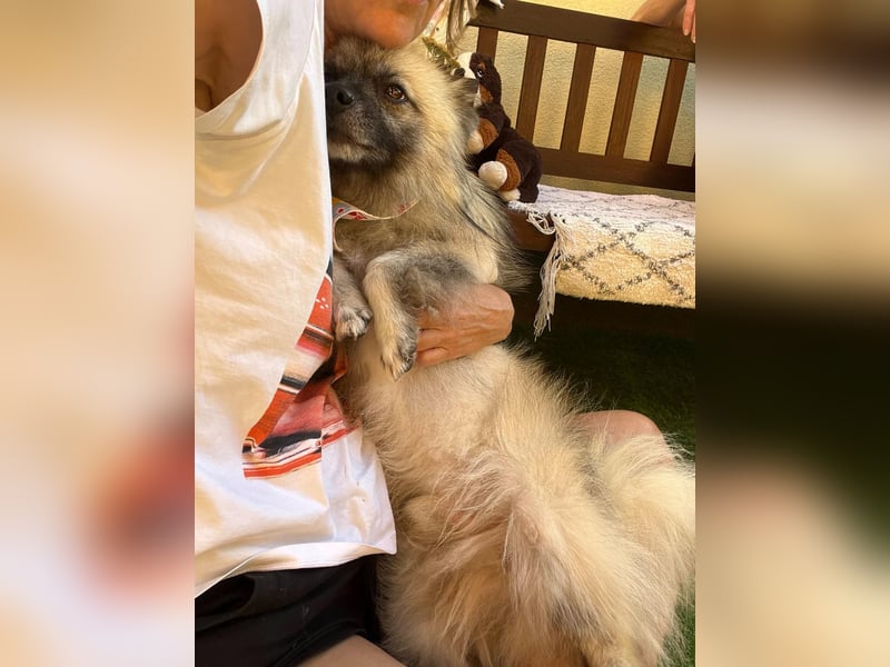 Stitch SR – kleiner Überlebenskämpfer sucht sein Happy End
