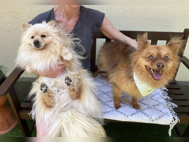 Tobi2 SR – unkomplizierter Sonnenschein sucht neues Glück