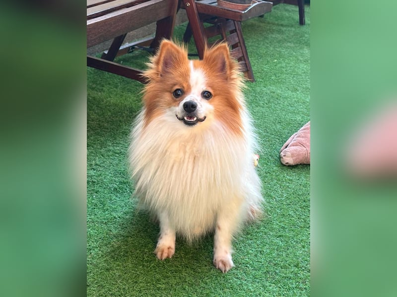 Peppino SR – kleiner Charmeur sucht großes Glück
