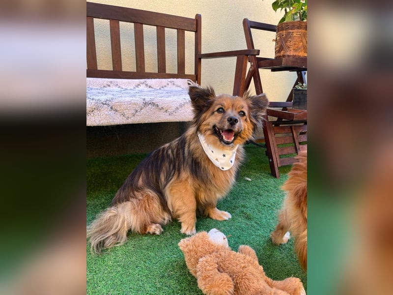Buddy SR - sanfter Senior sucht liebevolles Gnadenplätzchen