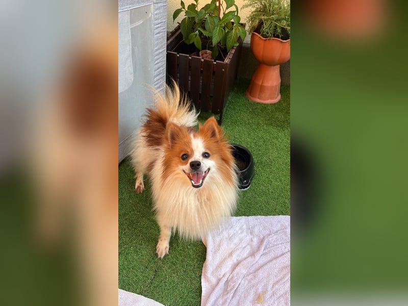 Peppino SR – kleiner Charmeur sucht großes Glück