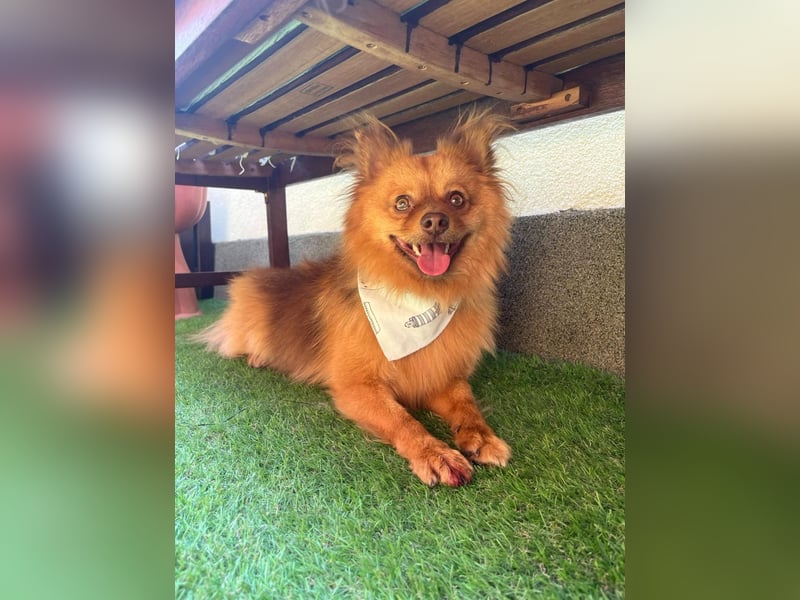 Tobi2 SR – unkomplizierter Sonnenschein sucht neues Glück