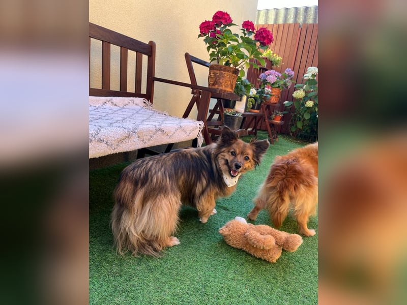 Buddy SR - sanfter Senior sucht liebevolles Gnadenplätzchen