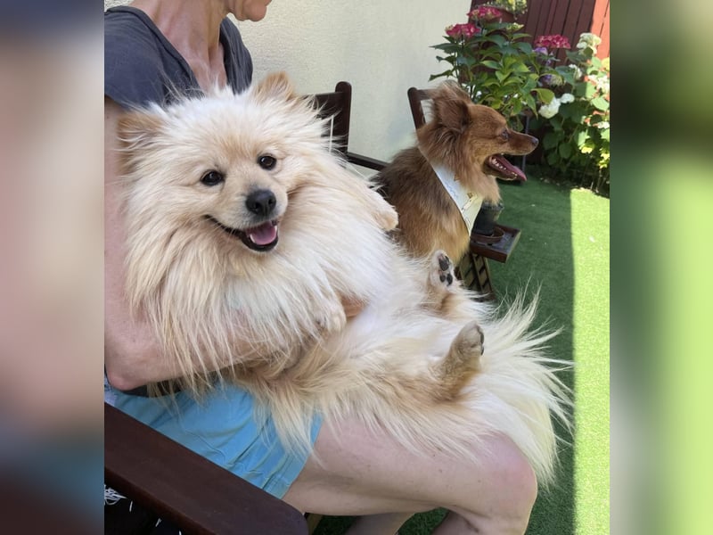 Tobi2 SR – unkomplizierter Sonnenschein sucht neues Glück
