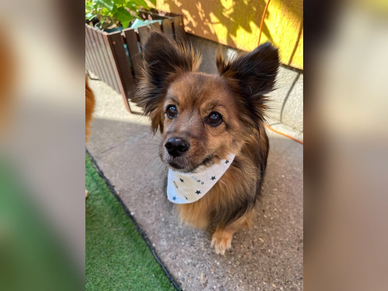 Buddy SR - sanfter Senior sucht liebevolles Gnadenplätzchen