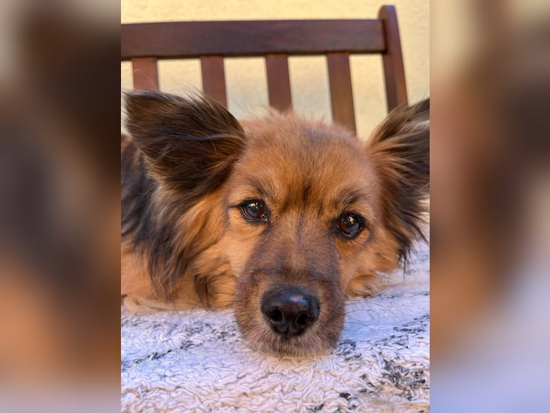 Buddy SR - sanfter Senior sucht liebevolles Gnadenplätzchen