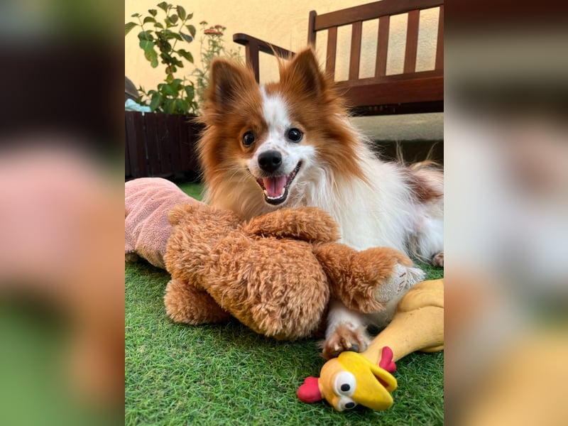 Peppino SR – kleiner Charmeur sucht großes Glück