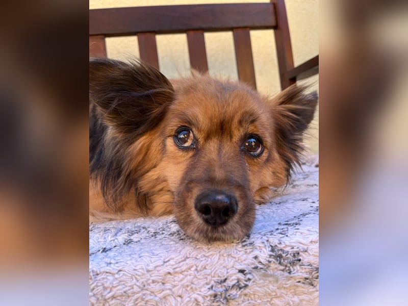 Buddy SR - sanfter Senior sucht liebevolles Gnadenplätzchen