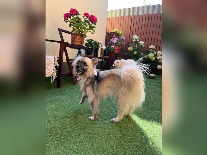 Stitch SR – kleiner Überlebenskämpfer sucht sein Happy End
