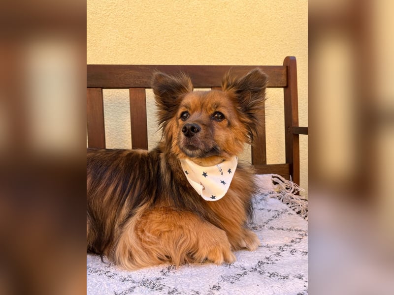 Buddy SR - sanfter Senior sucht liebevolles Gnadenplätzchen