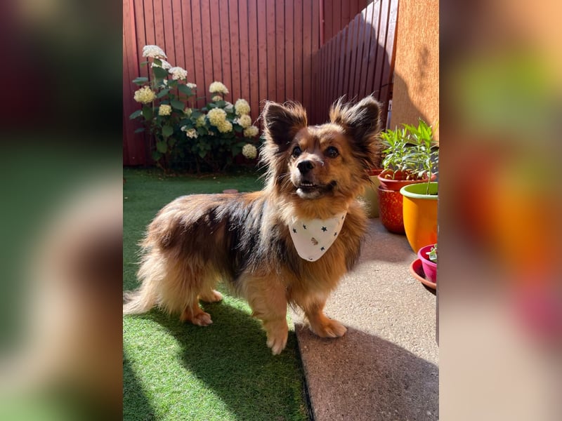 Buddy SR - sanfter Senior sucht liebevolles Gnadenplätzchen
