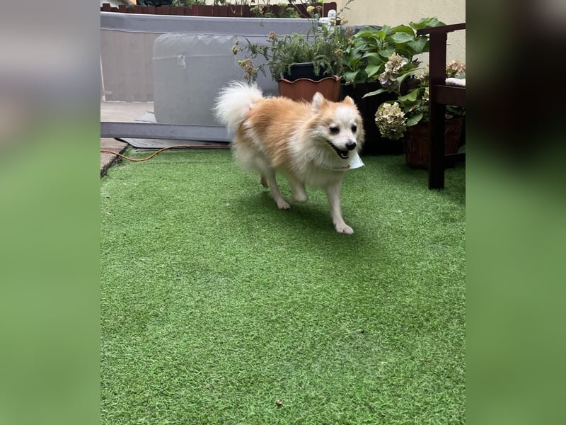 Alf SR – Freundlicher Spitz-Rüde sucht liebevolles Zuhause