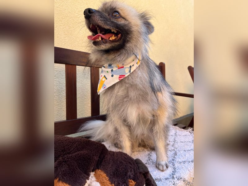 Stitch SR – kleiner Überlebenskämpfer sucht sein Happy End